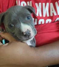 Pit Bull puppies now for adoption