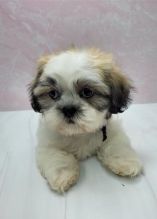 Shih Tzu Puppies available