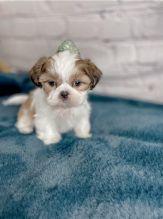 Shih Tzu Puppies available for new families