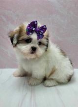 Shih Tzu Puppies available for new families