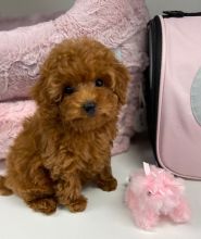 Toy Poodle puppies for sale