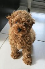 Toy Poodle puppies for sale