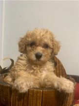 Toy Poodle Puppies Ready For Their New Home