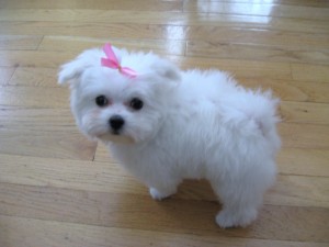 Charming male and female Maltese pups Image eClassifieds4u