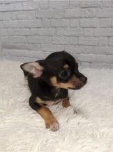 CKC Chihuahua Puppies Image eClassifieds4u 1