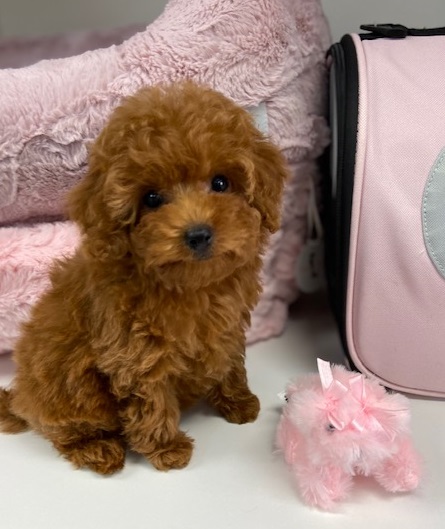Toy Poodle puppies for sale Image eClassifieds4u