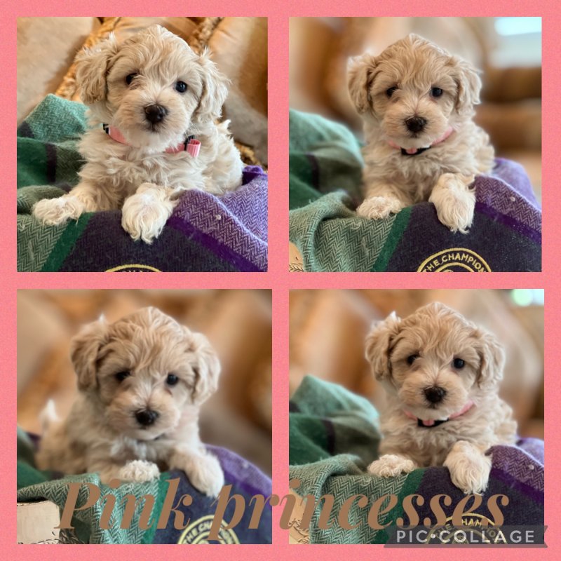 Fluffy Maltipoo Puppies Image eClassifieds4u