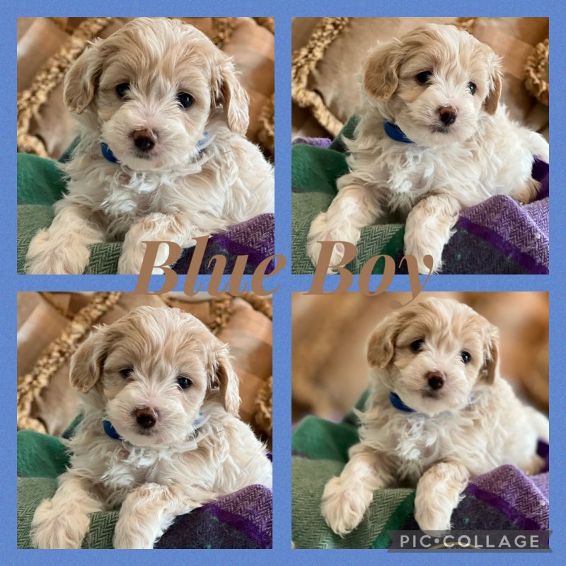 Fluffy Maltipoo Puppies Image eClassifieds4u