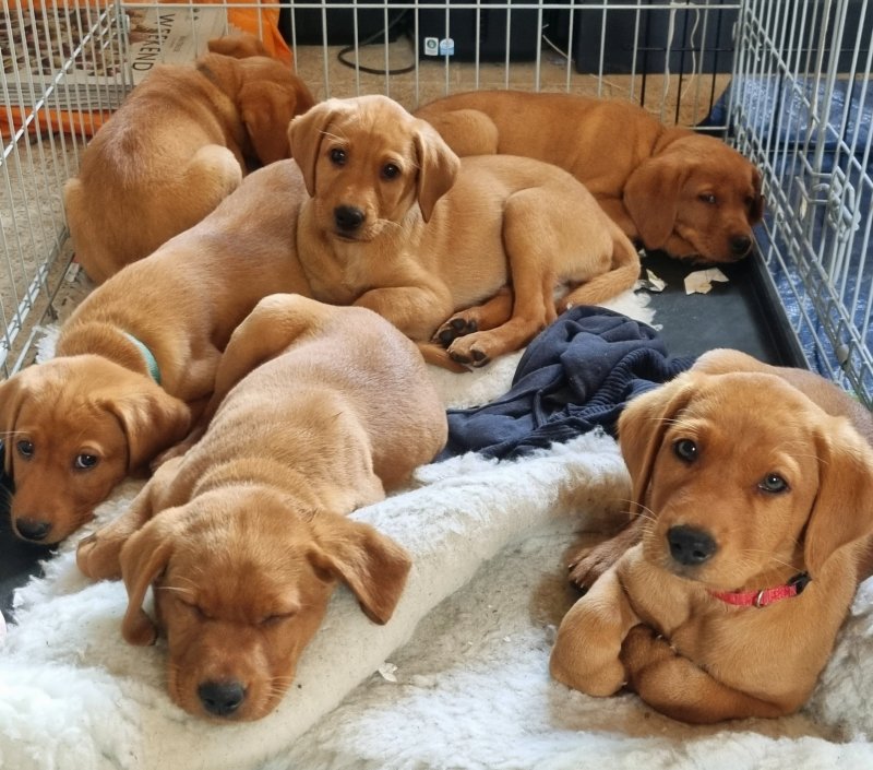 * LABRADOR PUPPIES READY TO LEAVE * Image eClassifieds4u