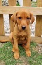 * LABRADOR PUPPIES READY TO LEAVE *