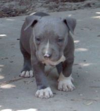 Cute Pitbull terrier puppies for sale