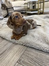 Dachshund Miniature Dapple mix Smooth Haired