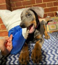 Doberman Pinscher Puppies Available For Good Homes
