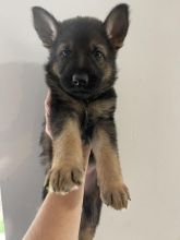 German Shepherd puppies