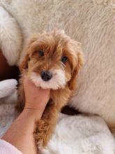 Gorgeous Cavapoo puppies