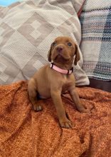 Hungarian Vizsla puppies ready for loving homes.