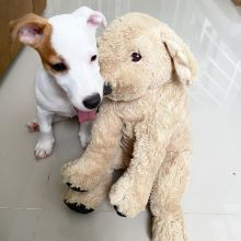 Joyful Jack Russell Puppies male and female puppies for adoption