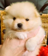 KC registered SHOW class POMERANIAN PUPPIES.