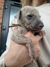 KC Registered Whippet puppies