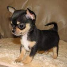 Male and Female Teacup Chihuahua Puppies