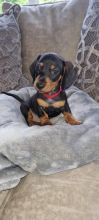 Miniature Dachshund puppies