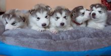 Pedigree Alaskan Malamute puppies