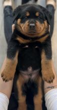 Stunning Rottweiler puppies available