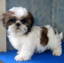 Toy Shih Tzu puppies for sale