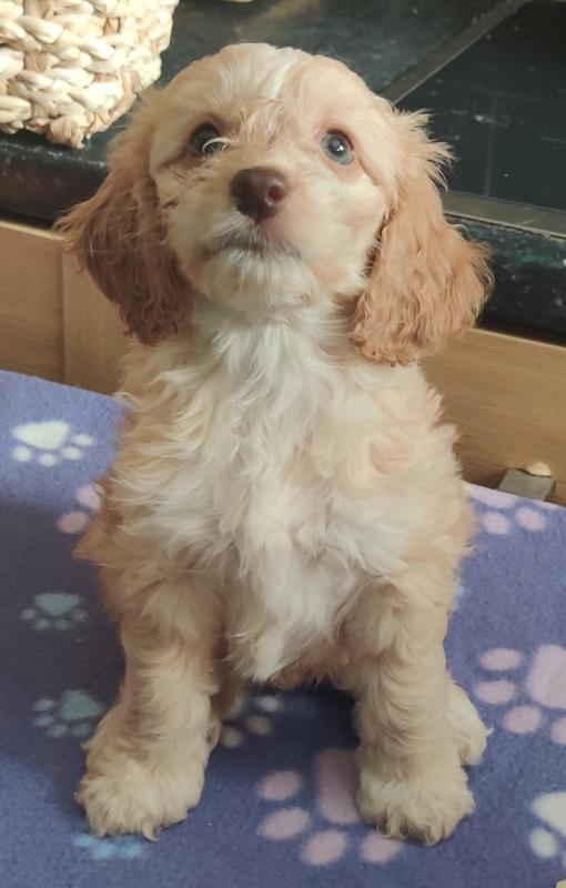 Beautiful C0CKAPOO puppies Image eClassifieds4u