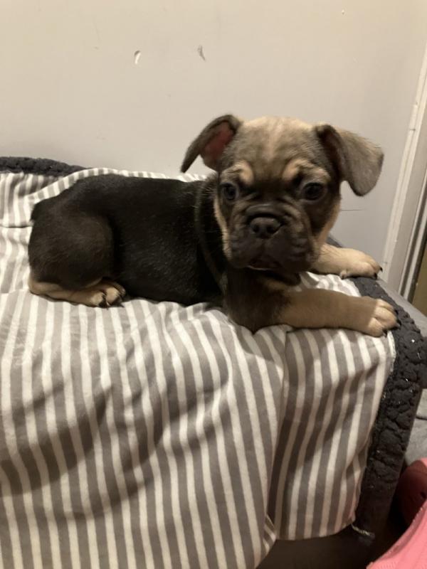 Beautiful French bulldog puppies !! Image eClassifieds4u