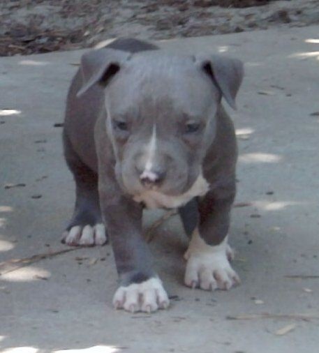 Cute Pitbull terrier puppies for sale Image eClassifieds4u