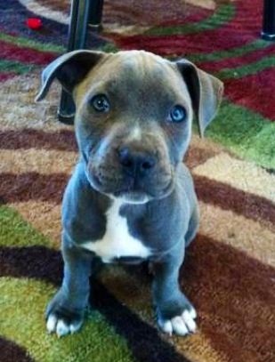 Cute Pitbull terrier puppies for sale Image eClassifieds4u