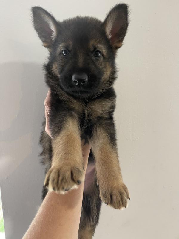 German Shepherd puppies Image eClassifieds4u