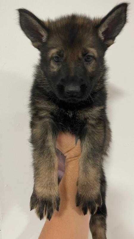 German Shepherd puppies Image eClassifieds4u