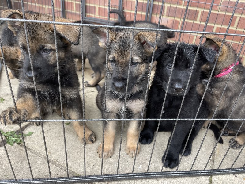 German Shepherd puppies Image eClassifieds4u