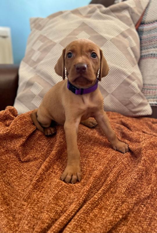 Hungarian Vizsla puppies ready for loving homes. Image eClassifieds4u