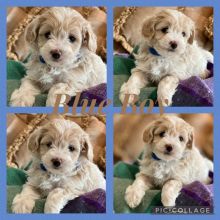 Fluffy Maltipoo Puppies Image eClassifieds4u 3