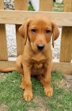 * LABRADOR PUPPIES READY TO LEAVE * Image eClassifieds4u 1