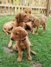 * LABRADOR PUPPIES READY TO LEAVE * Image eClassifieds4u 3