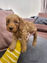 Beautiful C0CKAPOO puppies available !! Image eClassifieds4u 4
