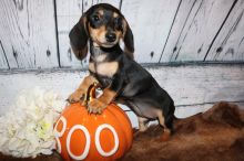 Beautiful Miniature Dachshund puppies Image eClassifieds4u 4