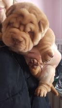 Champion blood Shar Pei Puppies..!! Image eClassifieds4u 4