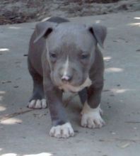 Cute Pitbull terrier puppies for sale Image eClassifieds4u 1