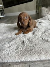 Dachshund Miniature Dapple mix Smooth Haired Image eClassifieds4u 3