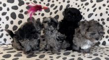F1 Shihpoos Puppies ready for loving homes. Image eClassifieds4u 4