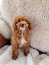 Gorgeous Cavapoo puppies Image eClassifieds4u 2