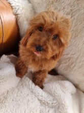 Gorgeous Cavapoo puppies Image eClassifieds4u 3