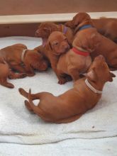Hungarian Vizsla puppies ready for loving homes. Image eClassifieds4u 3