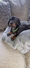 Miniature Dachshund puppies Image eClassifieds4u 2