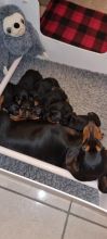 Miniature Dachshund puppies Image eClassifieds4u 3